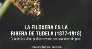 filoxera Ribera