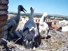 Mejana y Ribotas, las cigüeñas youtubers de Tudela que acercan la naturaleza a miles de personas cada día cigüeñas Tudela directo