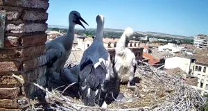 cigüeñas Tudela directo