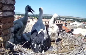 Mejana y Ribotas, las cigüeñas youtubers de Tudela que acercan la naturaleza a miles de personas cada día cigüeñas Tudela directo
