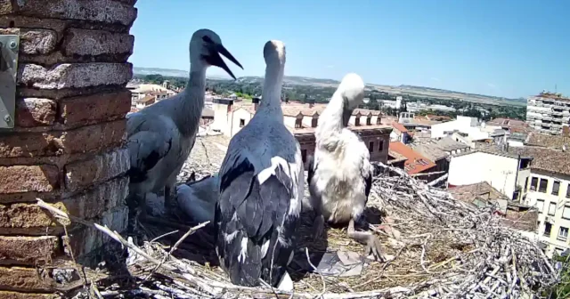 cigüeñas Tudela directo