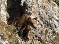 oso pardo cantábrico