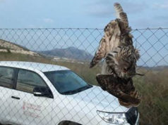 Buho real que ha colisionado mortalmente con un vallado perimetral como el proyectado en estos parques eólico