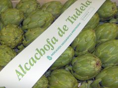 Muy buenas perspectivas para la campaña de Alcachofa de Tudela Alcachofa de Tudela