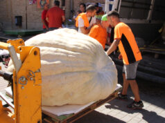 Valtierra celebra este sábado su XIV Concurso de Calabazas Gigantes