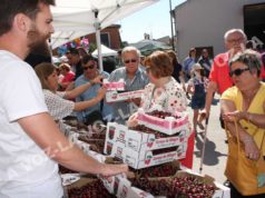 Milagro suspende su Fiesta de la Cereza cereza