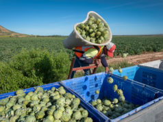 Un trabajador recolectando alcachofa de Tudela
