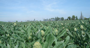 alcachofa de Tudela