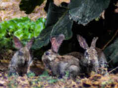 UAGN califica de dramáticos los daños ocasionados por la fauna cinegética daños ocasionados por la fauna cinegética