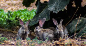 daños ocasionados por la fauna cinegética