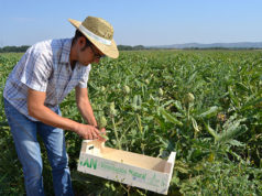 Conservas Dantza, la mejor de la huerta ribera en conserva