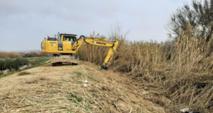 Trabajos en Buñuel para la eliminación de especies de flora invasora en el tramo medio del Ebro