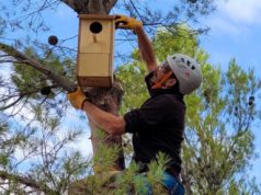 La iniciativa Entorno Sonoro habilita 30 cajas nido para Abubillas, Carracas y Autillos