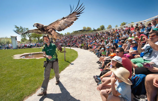 Exhibición-de-rapaces