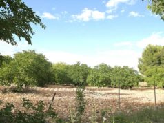 Fustiñana regadío