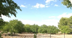 Fustiñana regadío