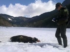 Los guardias forestales denuncian el aumento de incidencias relacionadas con la seguridad en caza mayor Guarderío Forestal de Navarra