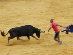 Corella continúa este domingo su ciclo de festejos taurinos con una suelta de vaquillas de Casta Murchantina