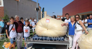 calabazas gigantes Valtierra