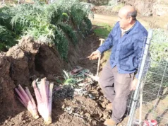 Este fin de semana se celebran las XV Jornadas del Cardo Rojo de Corella XV Jornadas del Cardo Rojo de Corella