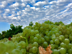 Cha-cha-cha, el nuevo vino de Enanzo