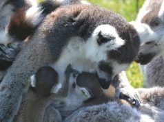 Sendaviva, nuevo miembro permanente de EAZA, la Asociación Europea de Zoos y Acuarios Sendaviva