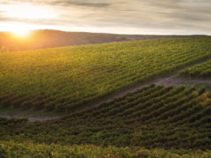 Bodegas Malón de Echaide: más de 65 años de historia e innovación
