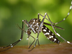Nueva campaña de vigilancia y control de mosquito tigre, detectado en Tudela Mosquito Tigre