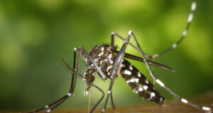 Mosquito Tigre