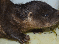 Sendaviva nutria europea