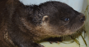 Sendaviva nutria europea