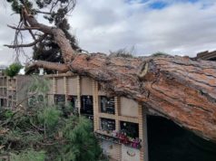 La caída de un árbol de 150 años y 20 metros de altura causa diversos daños en el cementerio de Corella