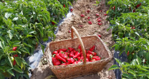 pimiento del piquillo