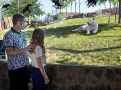 Sendaviva comienza mañana su 17ª temporada Sendaviva abre con nuevas instalaciones de felinos y de aves rapaces