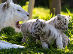 Nacen dos crías de tigre blanco, una especie en peligro de extinción, en Sendaviva sendaviva