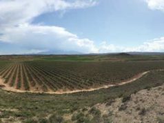Urzante