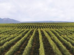 Aceites Urzante inicia la campaña de recogida de olivas, una de las cosechas más esperadas de los últimos años Aceites Urzante