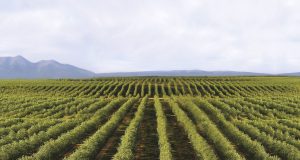 Aceites Urzante
