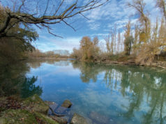 Villafranca duplica sus ingresos por chopos en la última subasta de madera forestal Villafranca