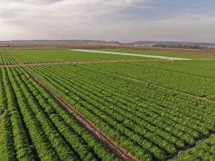 Vegetales Línea Verde