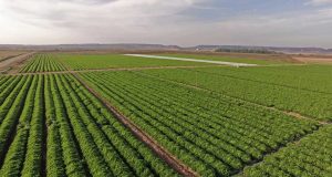 Vegetales Línea Verde