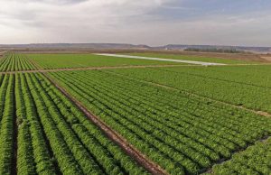 Vegetales Línea Verde