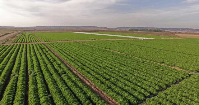 Vegetales Línea Verde