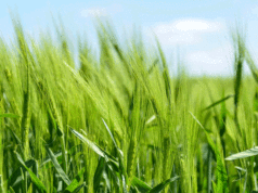 Dos centenares de profesionales agrícolas han recibido formación de INTIA sobre las enfermedades de cereales