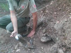 Medio Ambiente reúne en Ribaforada a agricultores y cazadores para combatir la plaga de conejos