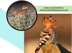La avifauna ribera: un tesoro lleno de sorpresas