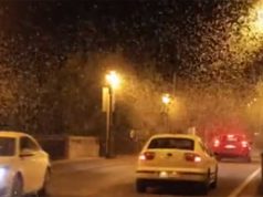 Un estudio analiza la situación de las efímeras en el río Ebro