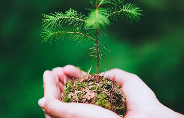 femalehandholdingsproutwildepinetreeinnatubxa3q3d