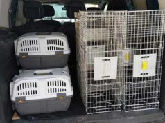Corella se suma a las localidades que implantan medidas para el control de colonias felinas