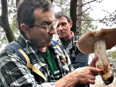 Ciencia y gastronomía se dan la mano en las Jornadas Micológicas de Cascante 2024